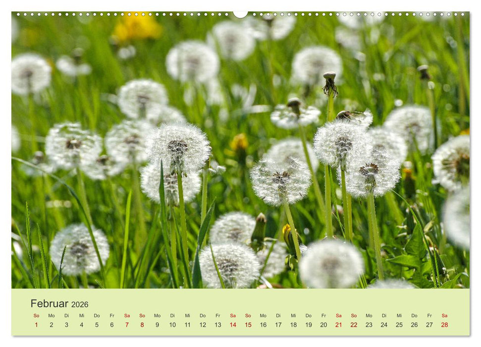 Wilde Blumen - ein Spaziergang durch die Natur (CALVENDO Premium Wandkalender 2026)