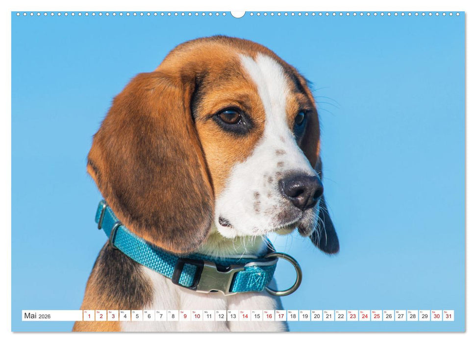 Unsere Freunde auf vier Pfoten - Hunde (CALVENDO Premium Wandkalender 2026)