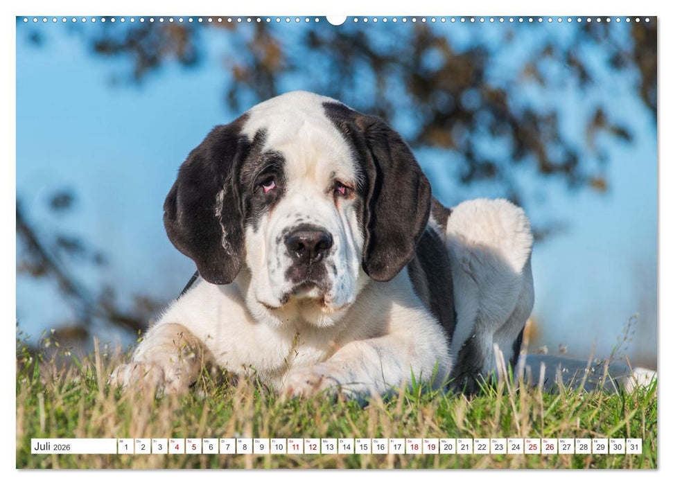 Unsere Freunde auf vier Pfoten - Hunde (CALVENDO Premium Wandkalender 2026)