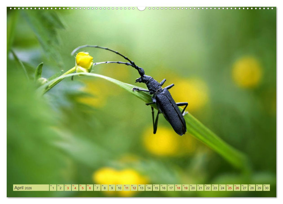 Alles im grünen Bereich (CALVENDO Premium Wandkalender 2026)