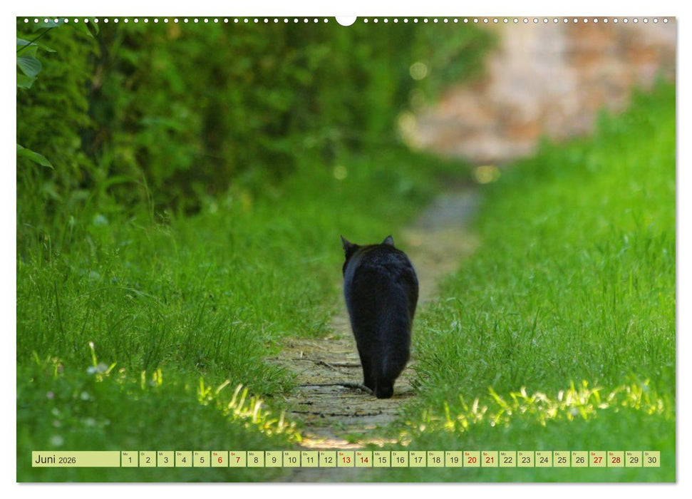 Alles im grünen Bereich (CALVENDO Premium Wandkalender 2026)