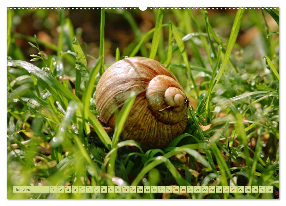 Alles im grünen Bereich (CALVENDO Premium Wandkalender 2026)