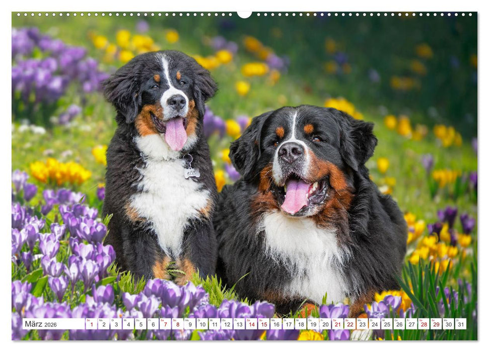 Berner Sennenhund - Ein Freund auf vier Pfoten (CALVENDO Wandkalender 2026)