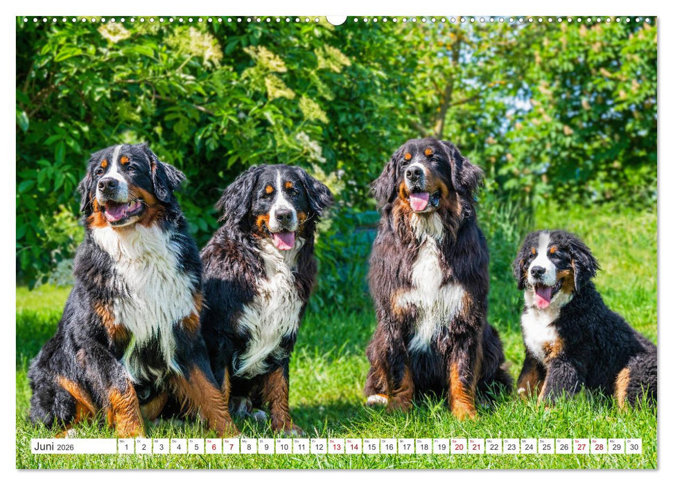 Berner Sennenhund - Ein Freund auf vier Pfoten (CALVENDO Wandkalender 2026)