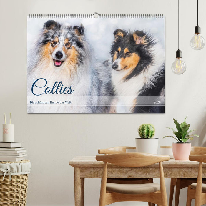 Collies - die schönsten Hunde der Welt (CALVENDO Wandkalender 2026)