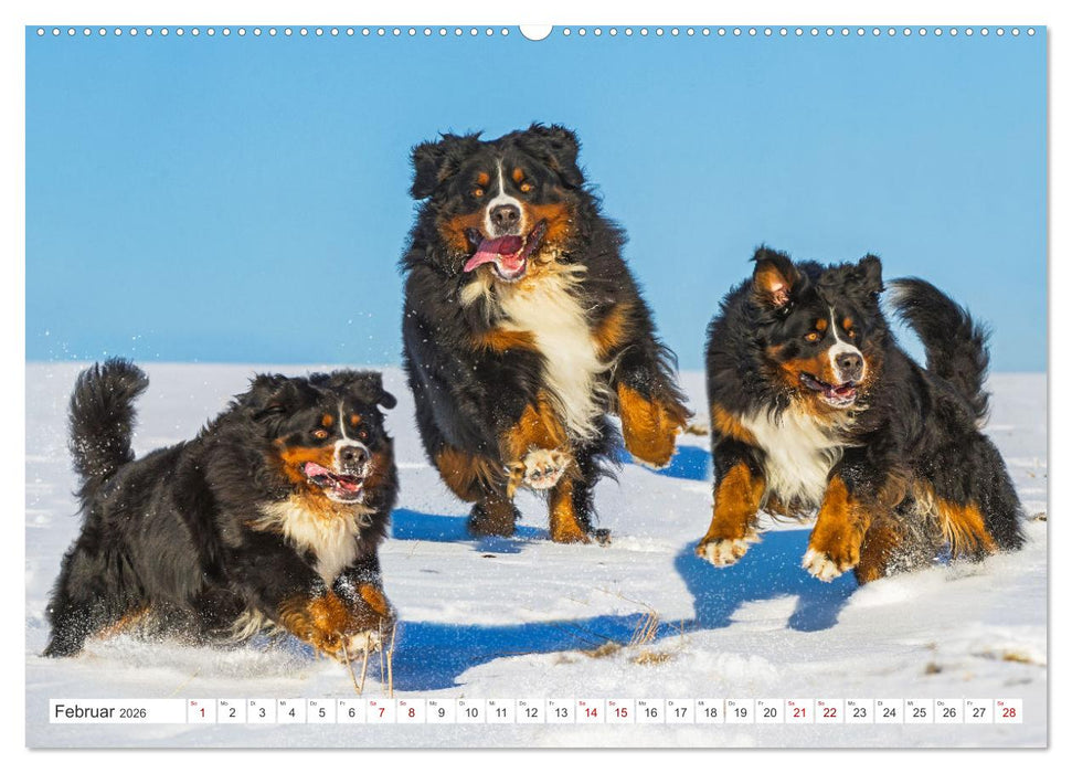 Berner Sennenhund - Ein Freund auf vier Pfoten (CALVENDO Premium Wandkalender 2026)