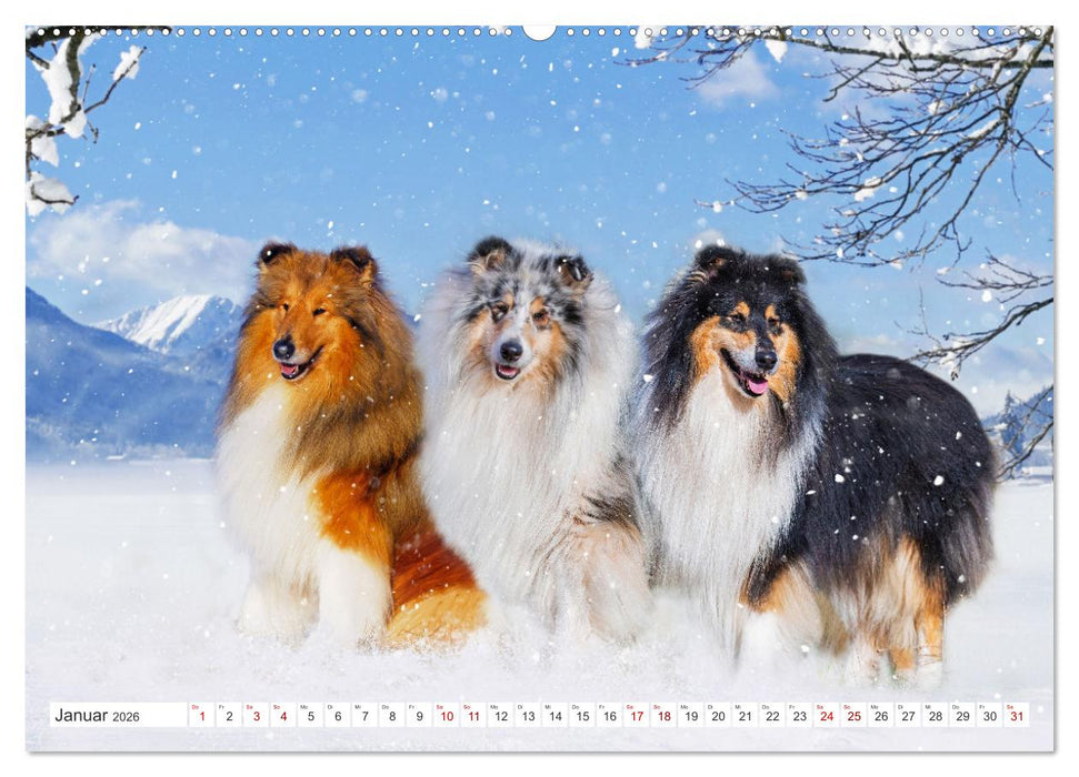 Collies - die schönsten Hunde der Welt (CALVENDO Premium Wandkalender 2026)