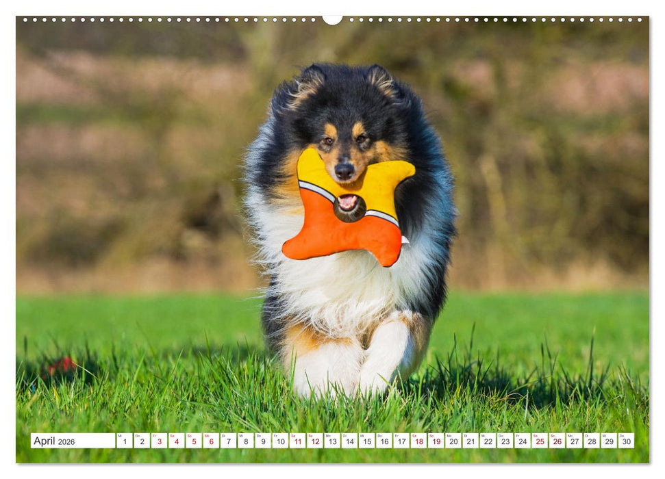 Collies - die schönsten Hunde der Welt (CALVENDO Premium Wandkalender 2026)