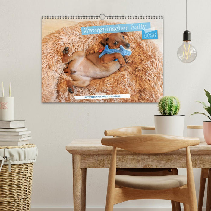Zwergpinscher Sally‘s erstes Jahr (CALVENDO Wandkalender 2026)