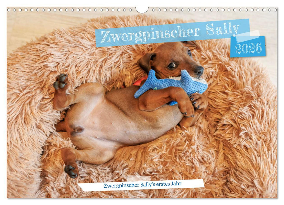 Zwergpinscher Sally‘s erstes Jahr (CALVENDO Wandkalender 2026)