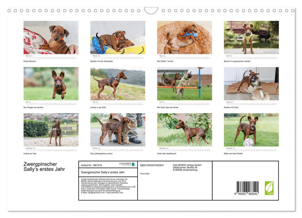 Zwergpinscher Sally‘s erstes Jahr (CALVENDO Wandkalender 2026)