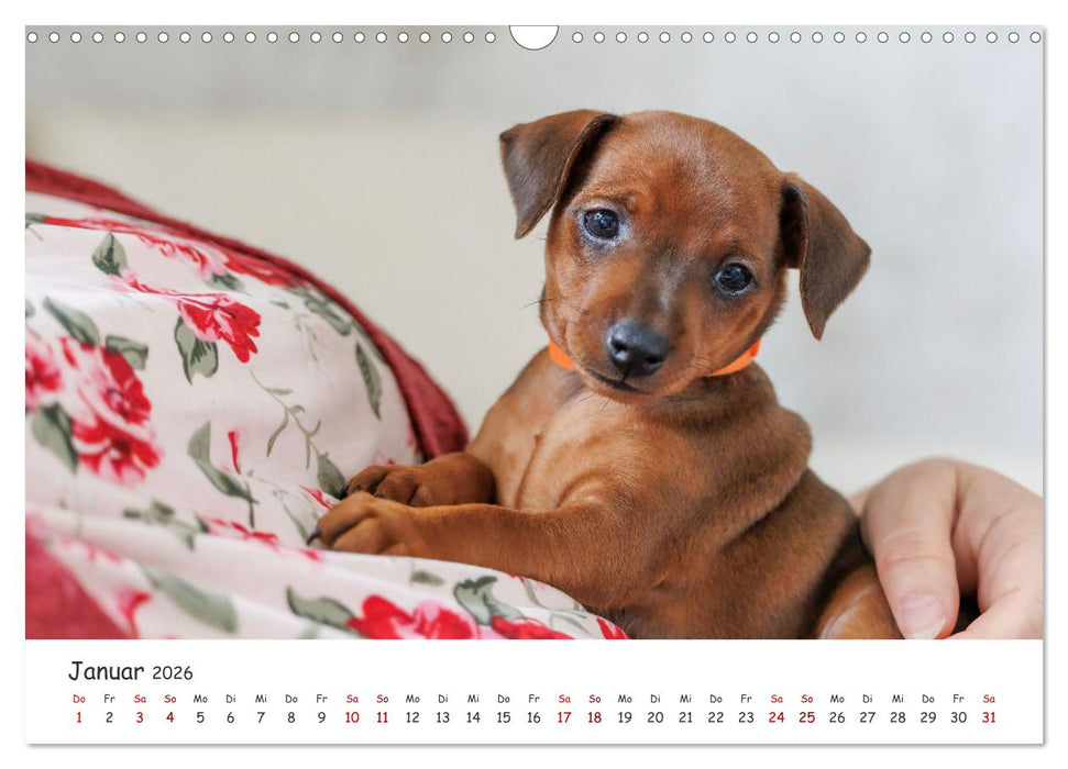 Zwergpinscher Sally‘s erstes Jahr (CALVENDO Wandkalender 2026)