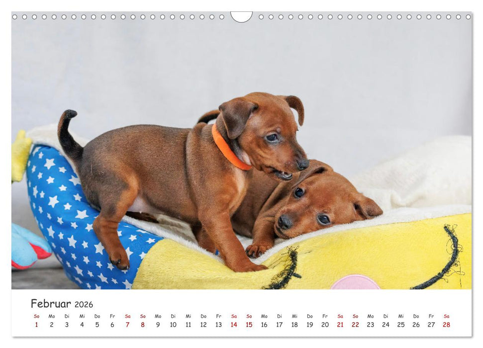 Zwergpinscher Sally‘s erstes Jahr (CALVENDO Wandkalender 2026)