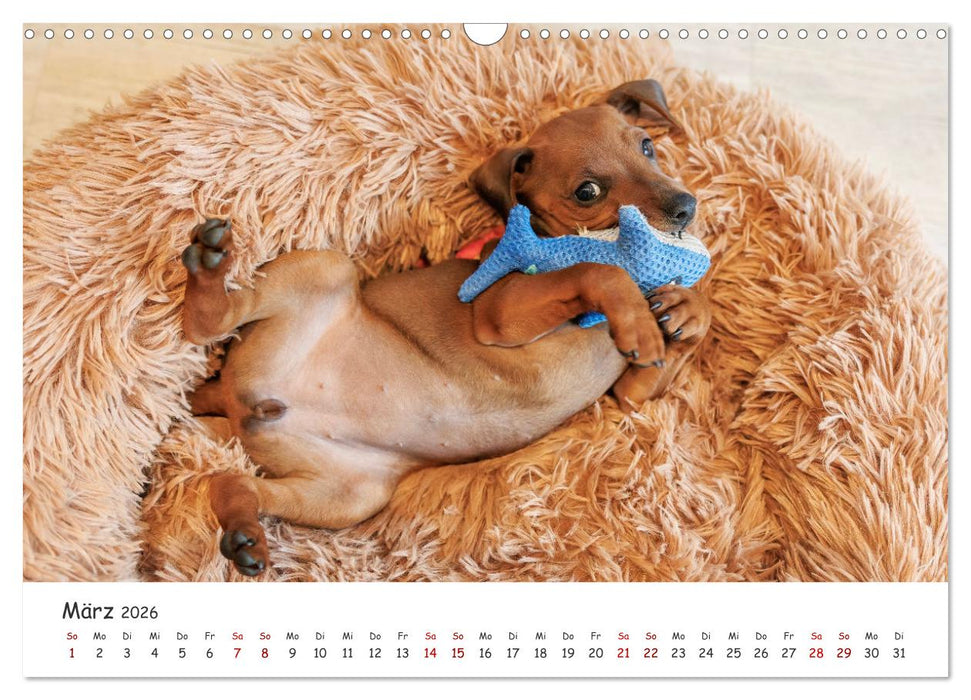 Zwergpinscher Sally‘s erstes Jahr (CALVENDO Wandkalender 2026)