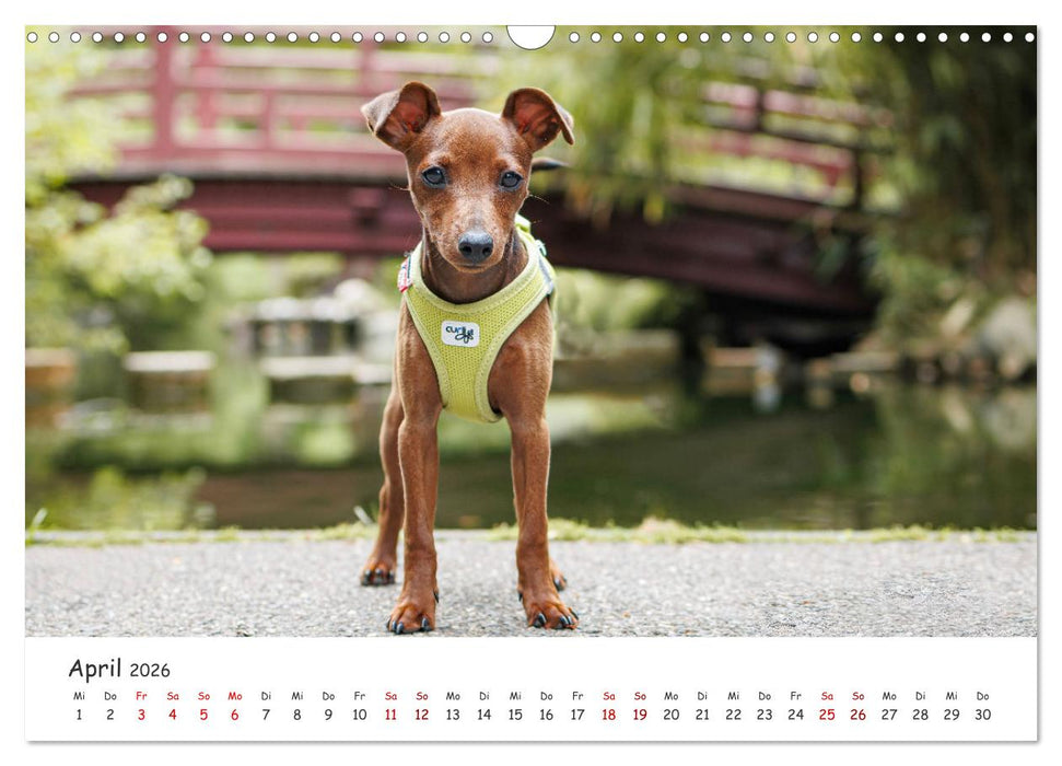 Zwergpinscher Sally‘s erstes Jahr (CALVENDO Wandkalender 2026)