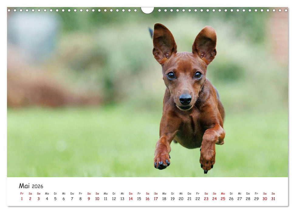 Zwergpinscher Sally‘s erstes Jahr (CALVENDO Wandkalender 2026)