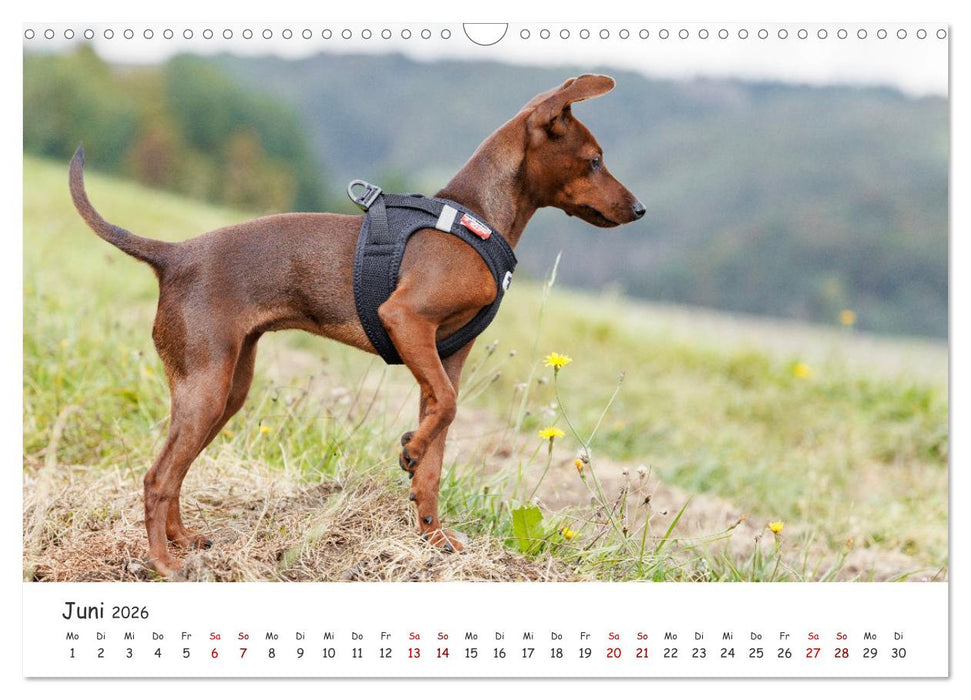 Zwergpinscher Sally‘s erstes Jahr (CALVENDO Wandkalender 2026)