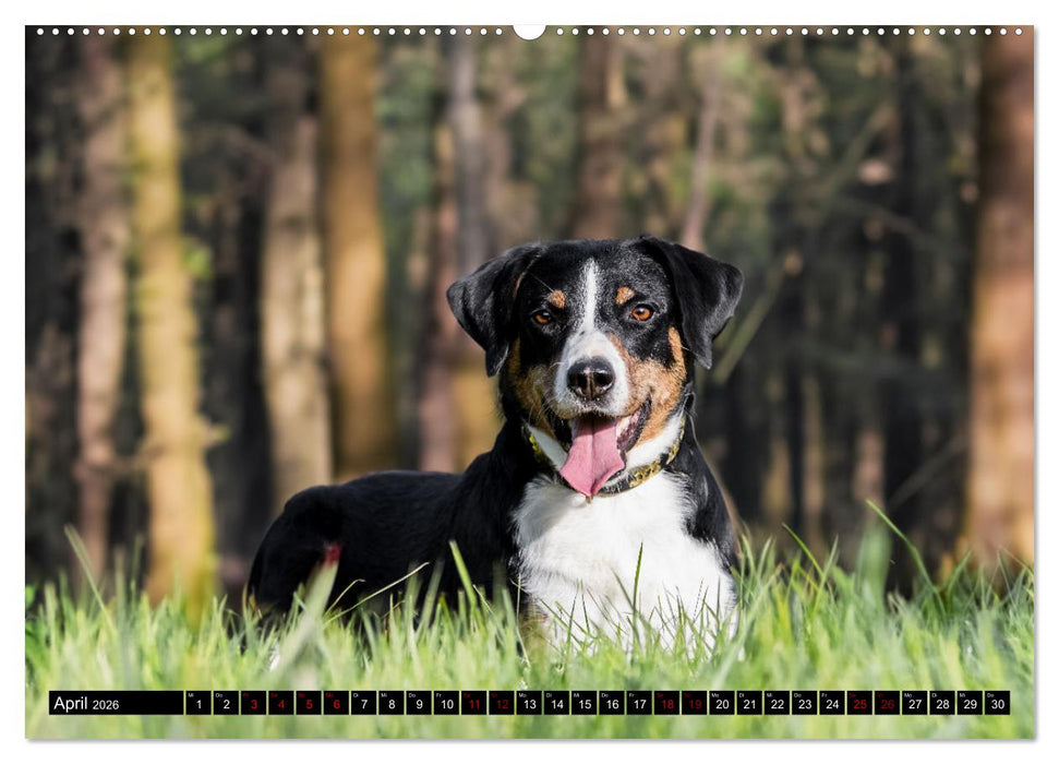 Appenzeller Sennenhunde - Fröhliche Kameraden (CALVENDO Premium Wandkalender 2026)