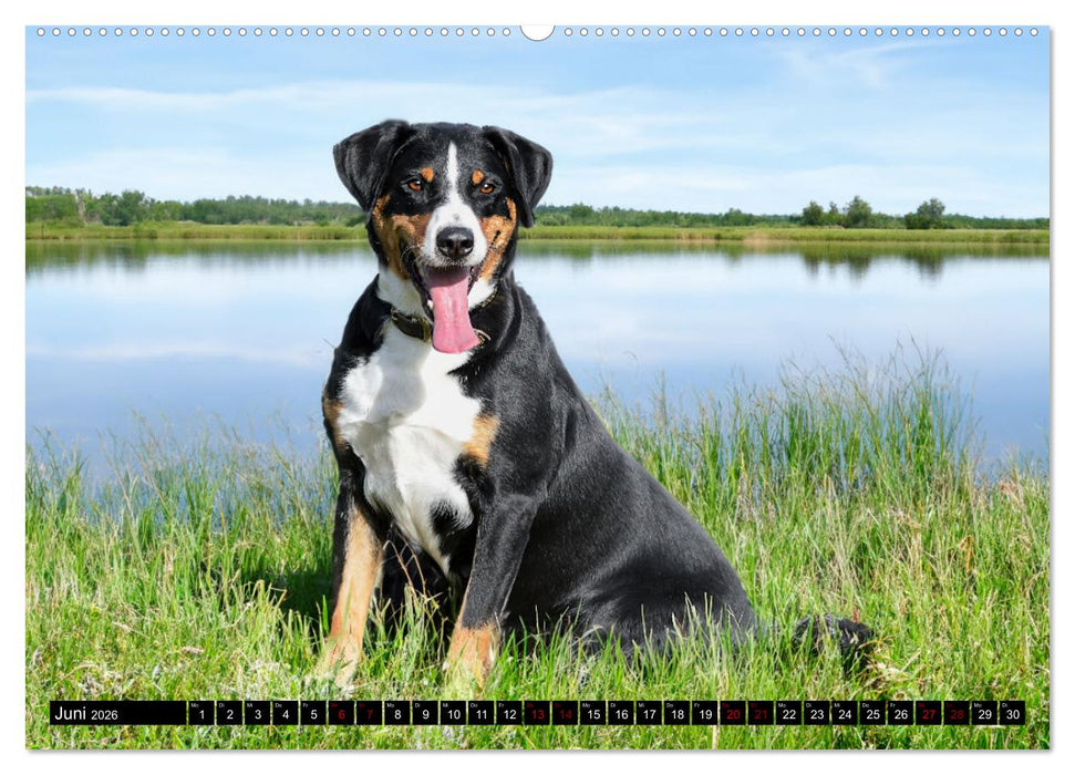 Appenzeller Sennenhunde - Fröhliche Kameraden (CALVENDO Premium Wandkalender 2026)