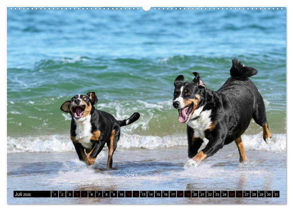 Appenzeller Sennenhunde - Fröhliche Kameraden (CALVENDO Premium Wandkalender 2026)