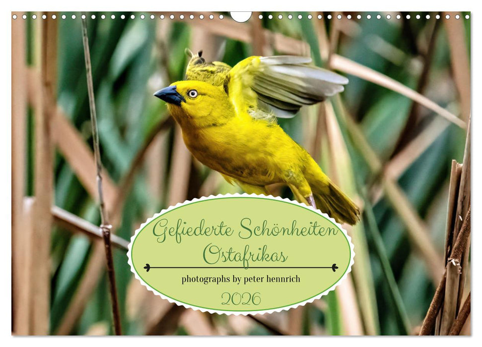 Gefiederte Schönheiten Ostafrikas (CALVENDO Wandkalender 2026)