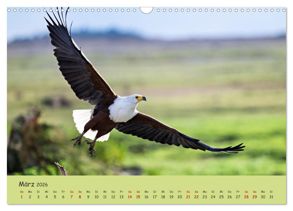 Gefiederte Schönheiten Ostafrikas (CALVENDO Wandkalender 2026)