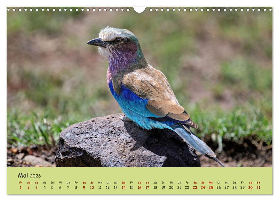 Gefiederte Schönheiten Ostafrikas (CALVENDO Wandkalender 2026)