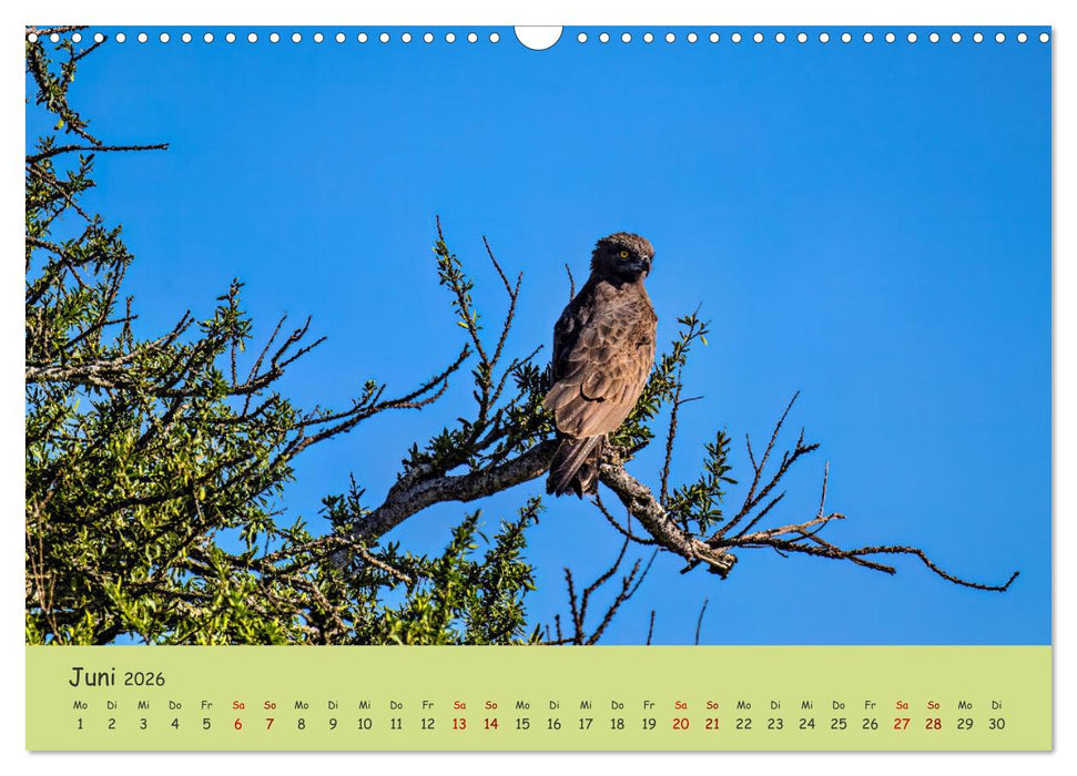 Gefiederte Schönheiten Ostafrikas (CALVENDO Wandkalender 2026)