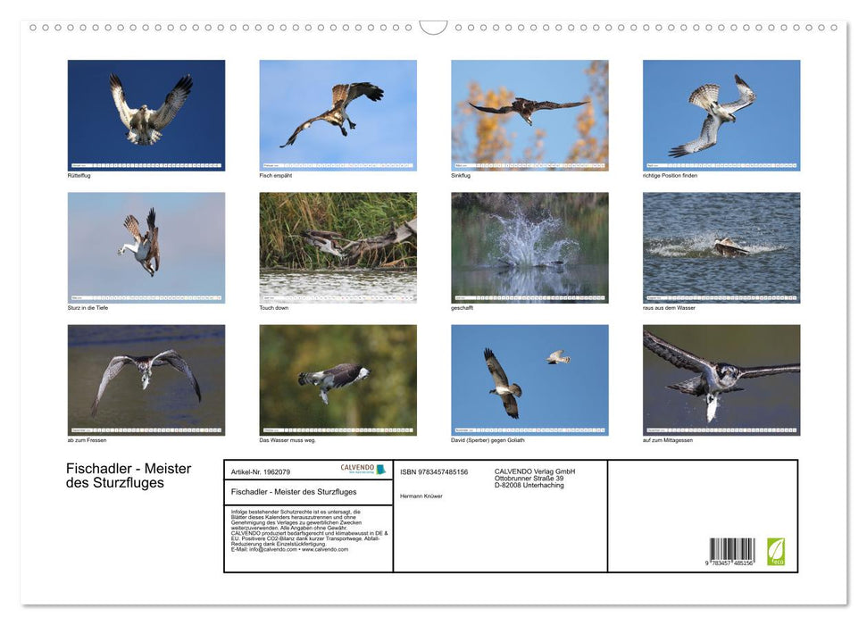 Fischadler - Meister des Sturzfluges (CALVENDO Wandkalender 2026)