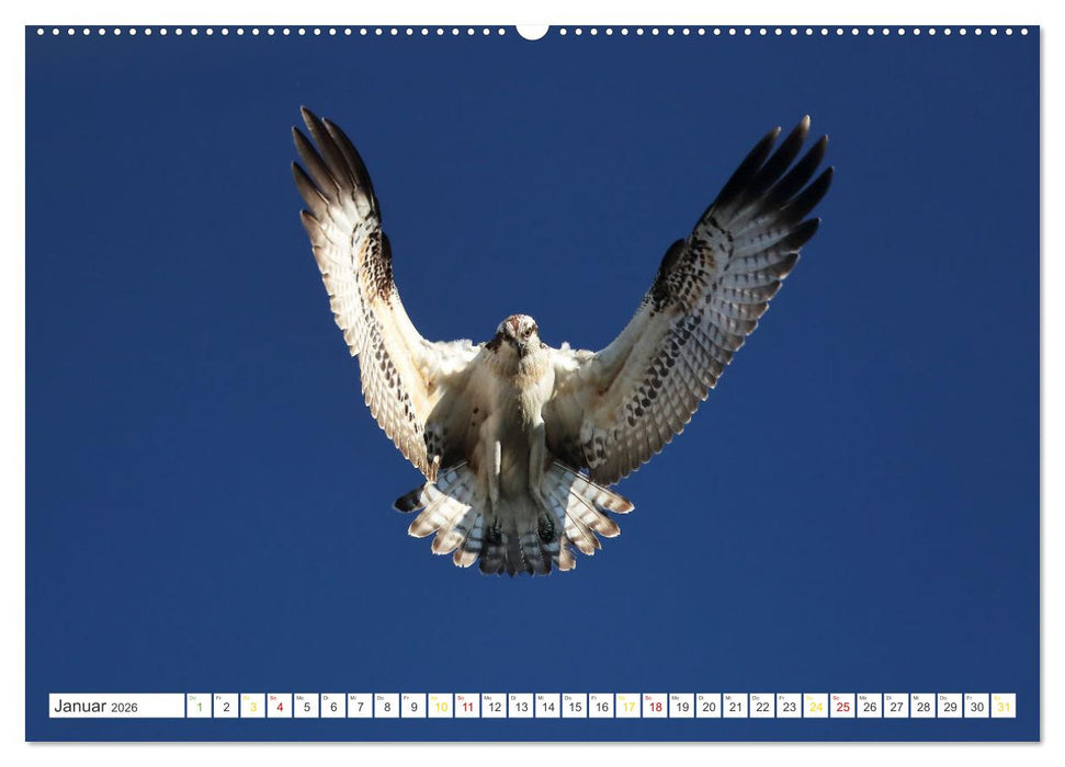 Fischadler - Meister des Sturzfluges (CALVENDO Wandkalender 2026)