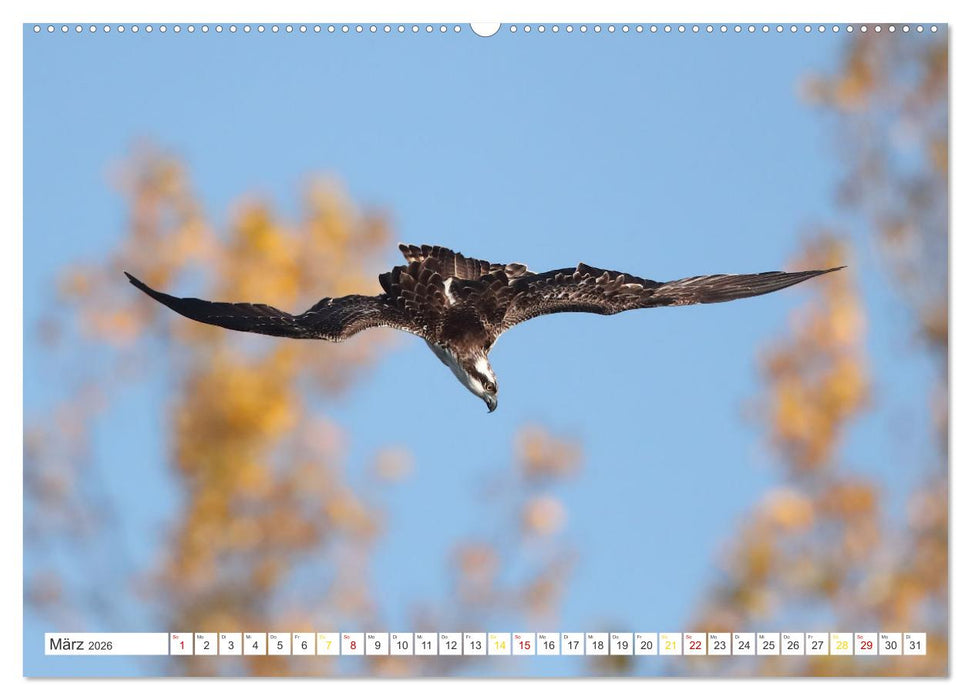 Fischadler - Meister des Sturzfluges (CALVENDO Wandkalender 2026)