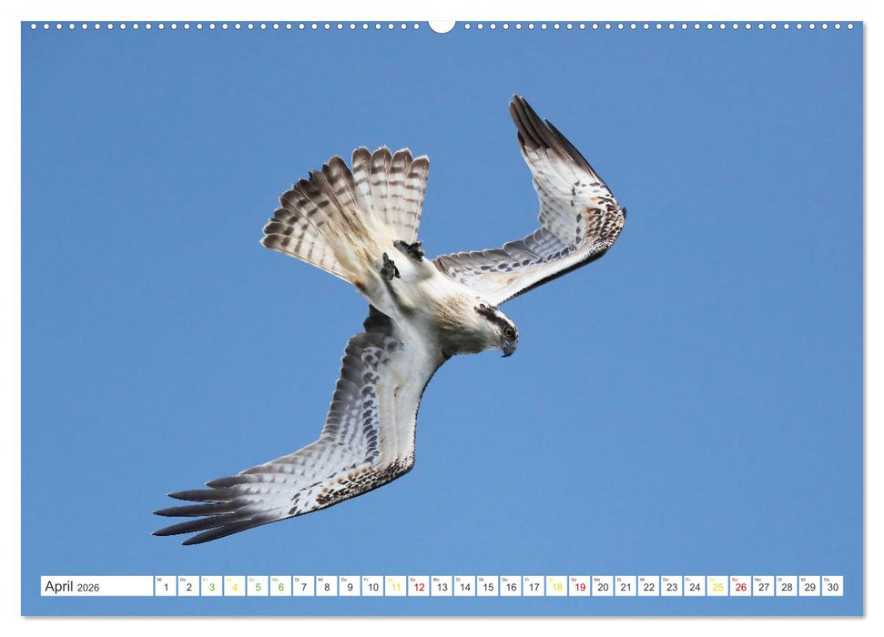 Fischadler - Meister des Sturzfluges (CALVENDO Wandkalender 2026)