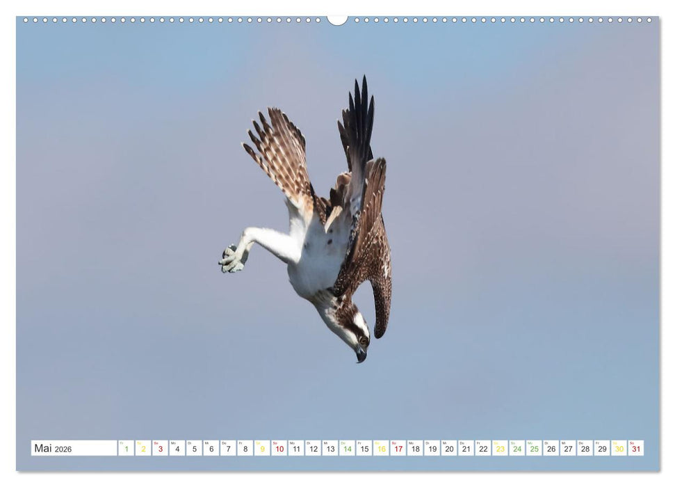 Fischadler - Meister des Sturzfluges (CALVENDO Wandkalender 2026)