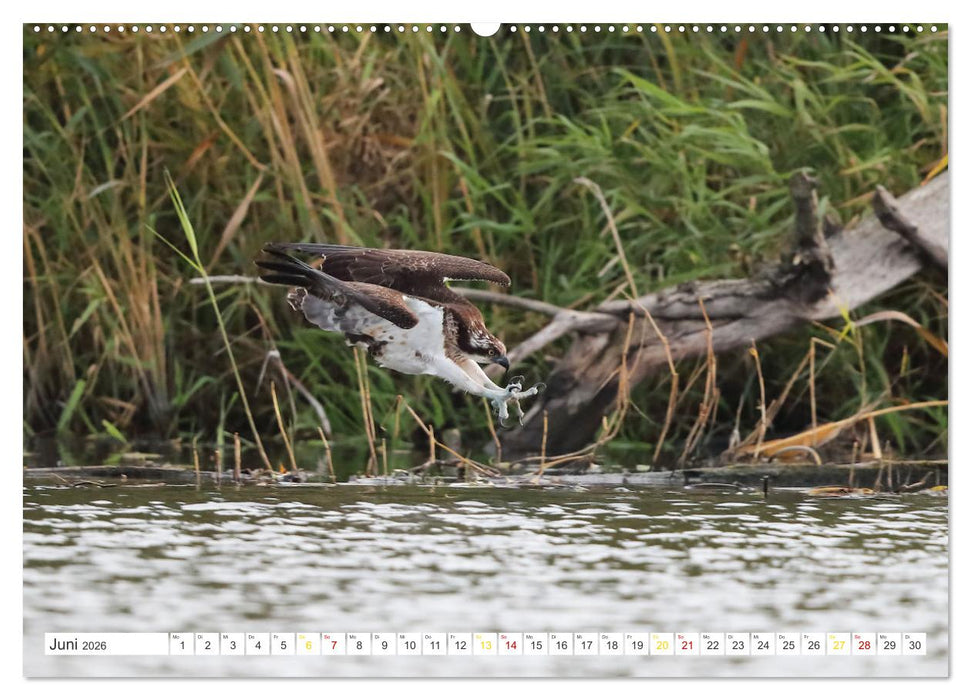Fischadler - Meister des Sturzfluges (CALVENDO Wandkalender 2026)
