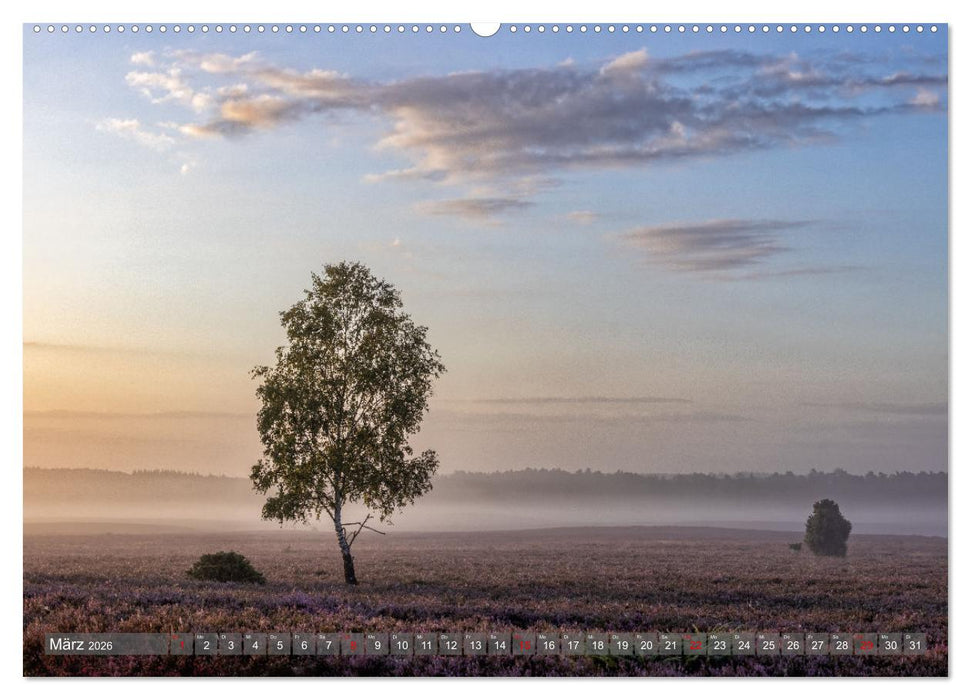 Die Lüneburger Heide - In voller Blüte (CALVENDO Wandkalender 2026)