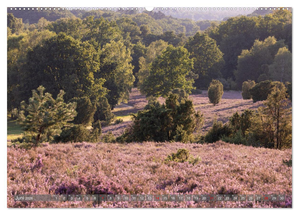 Die Lüneburger Heide - In voller Blüte (CALVENDO Wandkalender 2026)