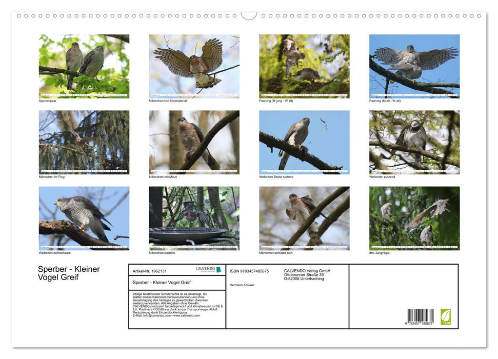 Sperber - Kleiner Vogel Greif (CALVENDO Wandkalender 2026)