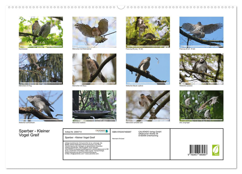 Sperber - Kleiner Vogel Greif (CALVENDO Premium Wandkalender 2026)