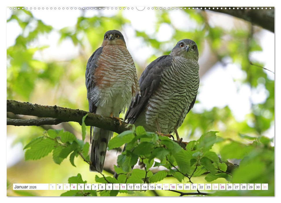 Sperber - Kleiner Vogel Greif (CALVENDO Premium Wandkalender 2026)