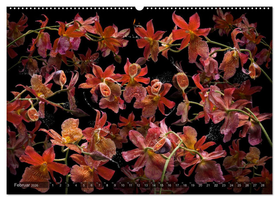 Orchidea (CALVENDO Wandkalender 2026)