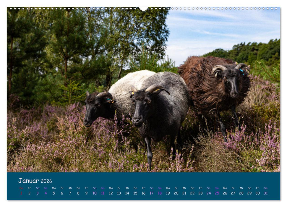 Heidschnucken, die prächtigen Schafe der Lüneburger Heide (CALVENDO Wandkalender 2026)