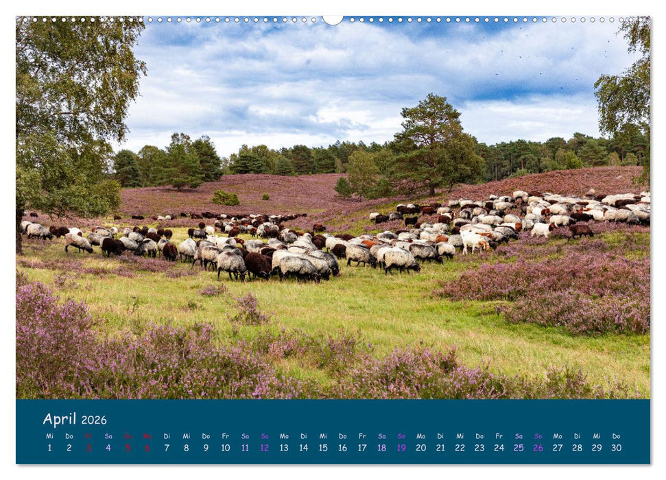 Heidschnucken, die prächtigen Schafe der Lüneburger Heide (CALVENDO Wandkalender 2026)