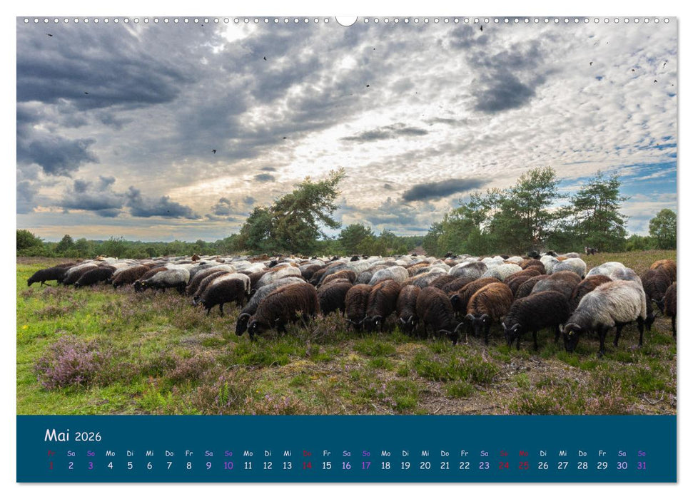 Heidschnucken, die prächtigen Schafe der Lüneburger Heide (CALVENDO Wandkalender 2026)
