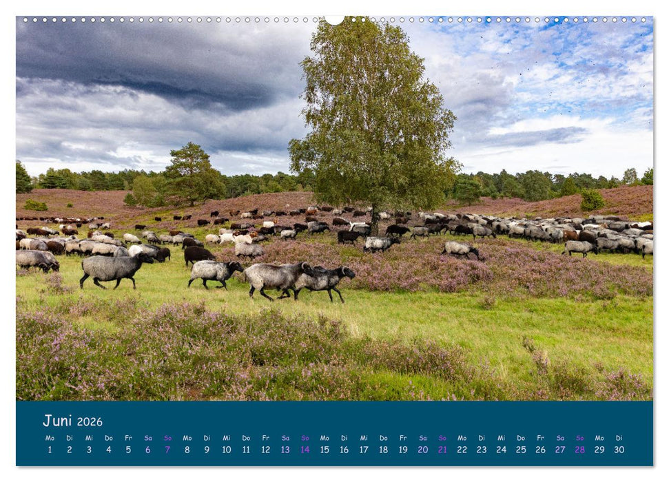 Heidschnucken, die prächtigen Schafe der Lüneburger Heide (CALVENDO Wandkalender 2026)