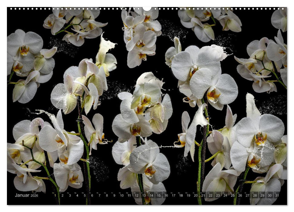 Orchidea (CALVENDO Premium Wandkalender 2026)