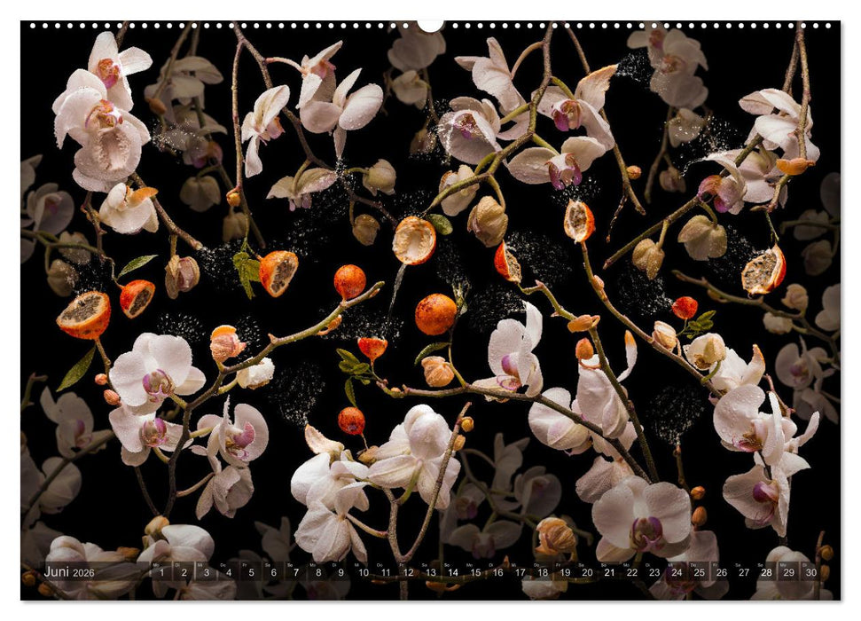 Orchidea (CALVENDO Premium Wandkalender 2026)