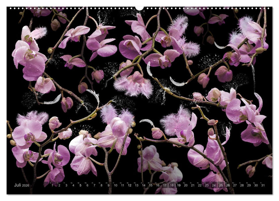 Orchidea (CALVENDO Premium Wandkalender 2026)