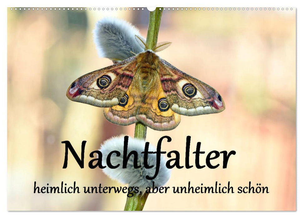 Nachtfalter - heimlich unterwegs, aber unheimlich schön (CALVENDO Wandkalender 2026)