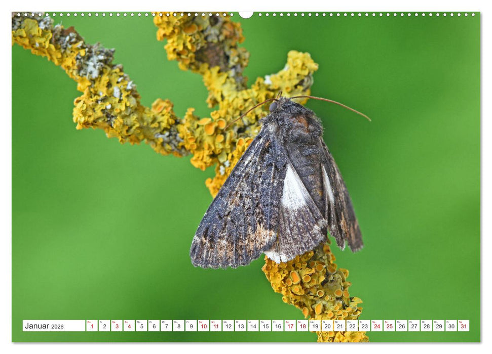 Nachtfalter - heimlich unterwegs, aber unheimlich schön (CALVENDO Wandkalender 2026)