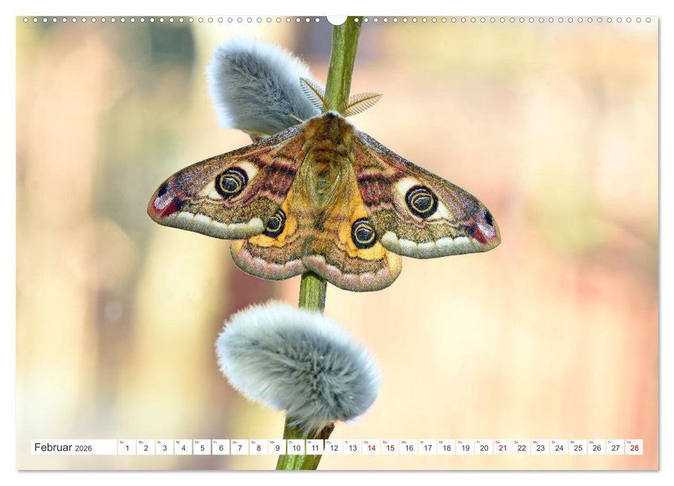 Nachtfalter - heimlich unterwegs, aber unheimlich schön (CALVENDO Wandkalender 2026)